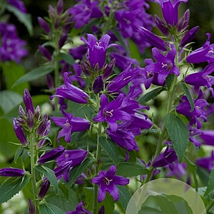 Campanula glom. 'Acaulis' GM P9 BIO