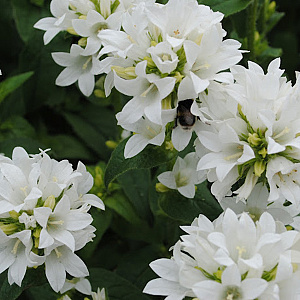 Campanula glom. 'Alba' GM P9 BIO