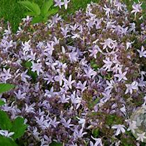 Campanula posch. 'Lisduggan Var.' GM P9 BIO