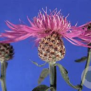 Centaurea jacea GM P9 BIO