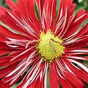 Chrysanthemum (R) 'D. of Edinburgh' GM P9 BIO