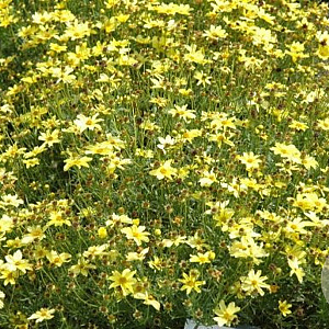 Coreopsis Crème Brulee GM P9 BIO