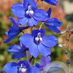 Delphinium (B) 'Bellamosum' GM P9 BIO