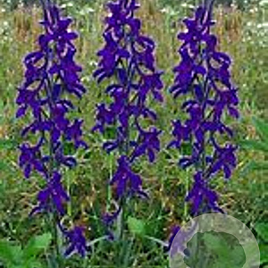 Delphinium (P) 'Black Knight' GM P9 BIO