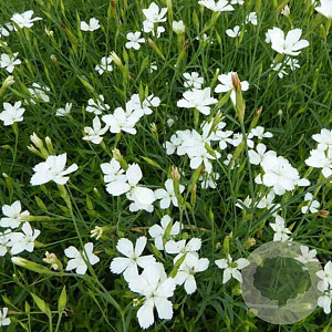 Dianthus delt. 'Albiflorus' GM P9 BIO
