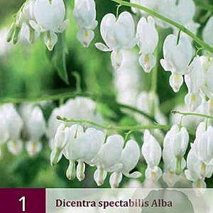 Dicentra spectabilis 'Alba' GM P9 BIO