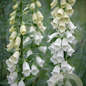 Digitalis purp. 'Alba' GM P9 BIO