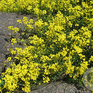 Draba sibirica GM P9 BIO