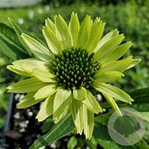Echinacea p. 'Green Jewel' GM P9 BIO