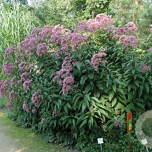 Eupatorium mac. 'Atropurpureum' GM P9 BIO