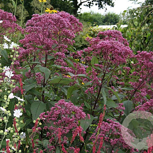 Eupatorium mac. 'Riesenschirm' GM P9 BIO