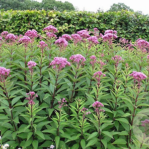 Eupatorium purpureum GM P9 BIO