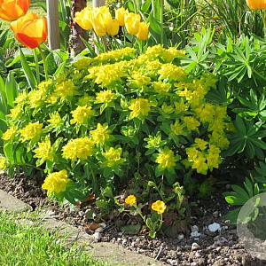 Euphorbia polychroma GM P9 BIO