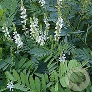 Galega officinalis GM P9 BIO