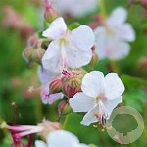 Geranium cant. 'St Ola' GM P9 BIO
