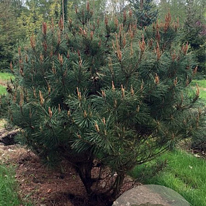 Pinus dens. 'Alice Verkade' 50-60 cm 7,5L