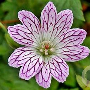 Geranium versicolor GM P9 BIO
