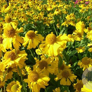 Helenium aut. 'Pumilum Magnificum' GM P9 BIO