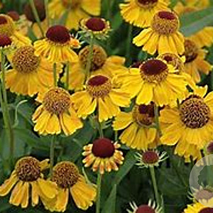 Helenium 'Wyndley' GM P9 BIO