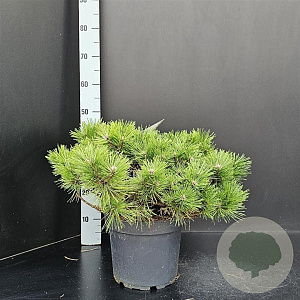 Pinus dens. 'Jane Kluis' 50-60 cm 7,5L