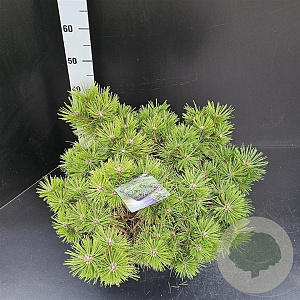 Pinus dens. 'Jane Kluis' 50-60 cm 7,5L