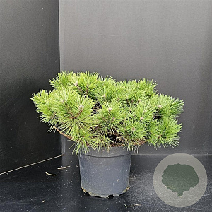 Pinus dens. 'Jane Kluis' 50-60 cm 7,5L