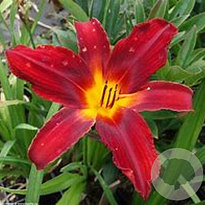 Hemerocallis 'Crimson Pirate' GM P9 BIO