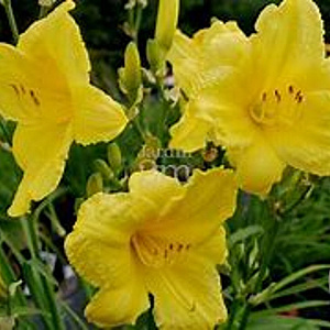 Hemerocallis 'Happy Returns' GM P9 BIO