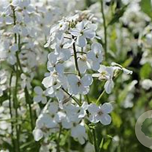 Hesperis matr. 'Alba' GM P9 BIO