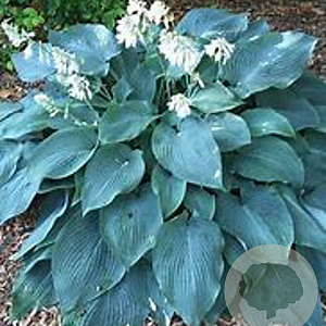 Hosta 'Blue Angel' GM P9 BIO