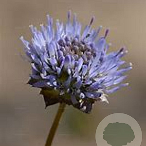 Jasione montana GM P9 BIO