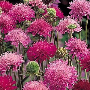 Knautia macedonica GM P9 BIO