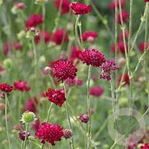 Knautia m. 'Mars Midget' GM P9 BIO