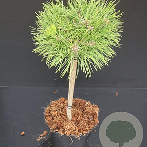 Pinus dens. 'Low Glow' 40 cm stam 7,5L