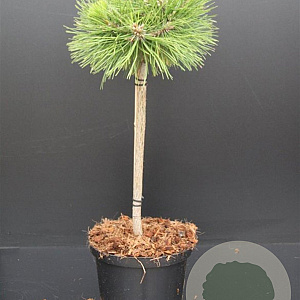 Pinus dens. 'Low Glow' 40 cm stam 7,5L