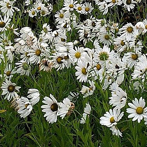Leucanthemella serotina GM P9 BIO