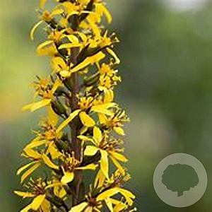 Ligularia przewalskii GM P9 BIO