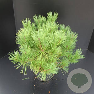 Pinus dens. 'Umbraculifera' 40-50 cm 7,5L