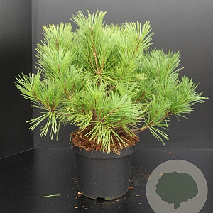 Pinus dens. 'Umbraculifera' 40-50 cm 7,5L