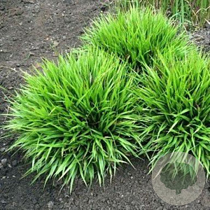 Luzula pilosa 'Igel' GM P9 BIO