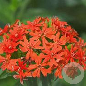 Lychnis chalcedonica GM P9 BIO