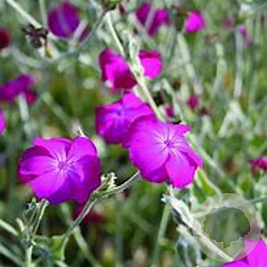 Lychnis coronaria GM P9 BIO
