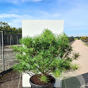 Pinus dens. 'Umbraculifera' 50-60 cm 7,5L