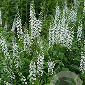 Lysimachia ephemerum GM P9 BIO