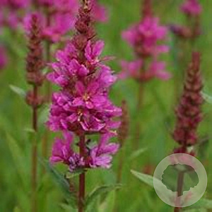 Lythrum sal. 'Robert' GM P9 BIO