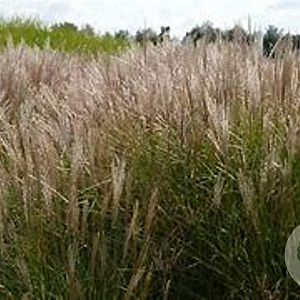 Miscanthus sin. 'Silberspinne' GM P9 BIO