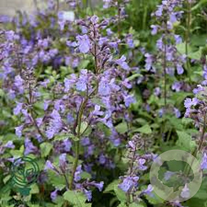 Nepeta grandiflora 'Wild Cat' GM P9 BIO