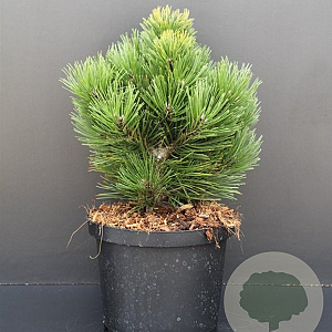 Pinus heldreichii 'Compact Gem' 25-30 cm 5,0L