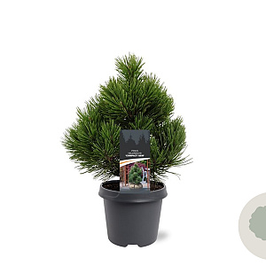 Pinus heldreichii 'Compact Gem' 30-40 cm 5,0L