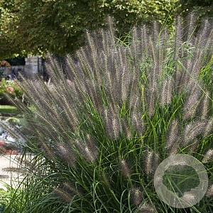 Pennisetum al. 'Moudry' GM P9 BIO